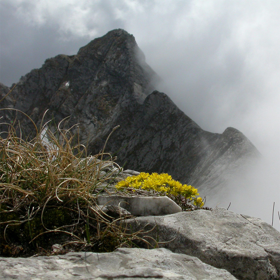 Draba aspera / Draba di Bertoloni